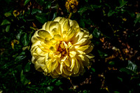 Portland Rose Garden