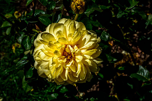 Portland Rose Garden