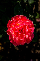 Portland Rose Garden