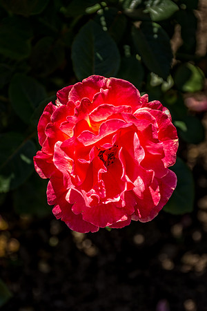 Portland Rose Garden