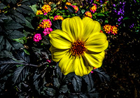Yellow Flower