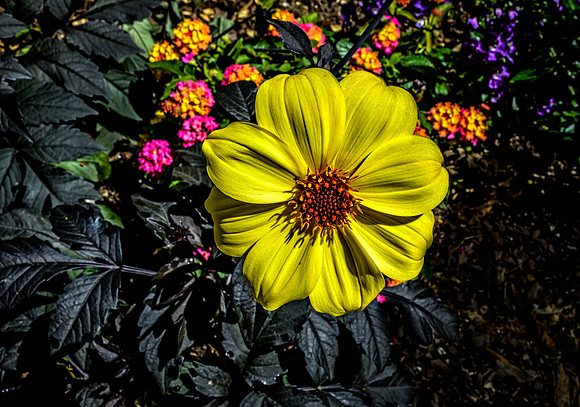 Yellow Flower