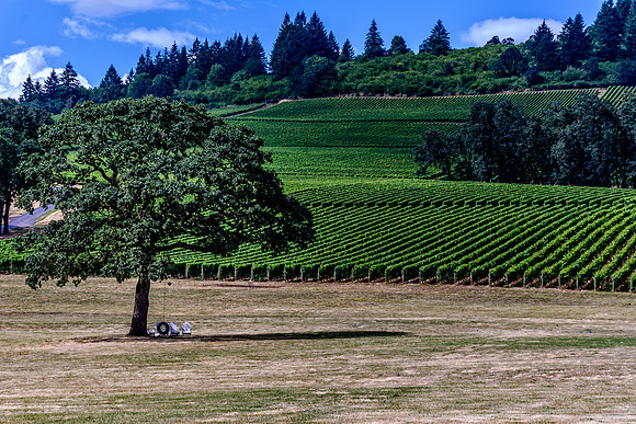 Oregon Wine Country