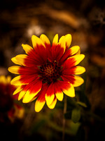 Yellow and Orange Zinnia