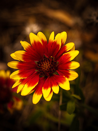 Yellow and Orange Zinnia