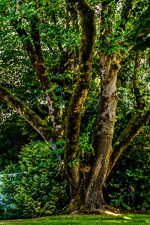 Tree in Oregon