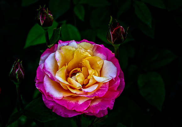 Portland Rose Garden