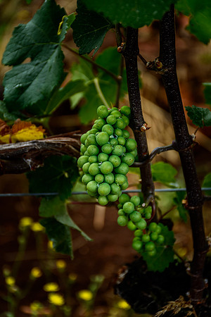 Oregon Wine Country