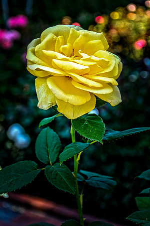 Portland Rose Garden