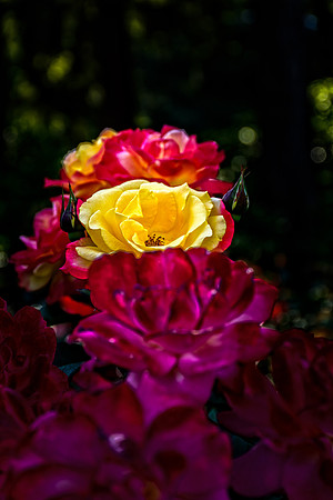 Portland Rose Garden