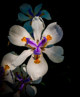 Iris Butterfly
