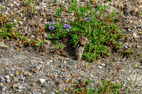Mount St. Helens Chipmunk
