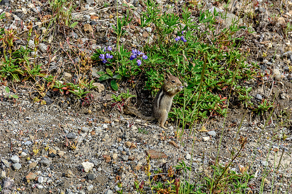 Mount St. Helens Chipmunk