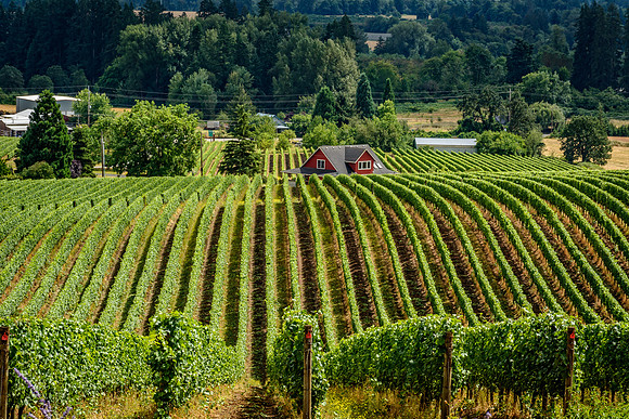 Oregon Wine Country