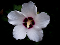 Rose of Sharon
