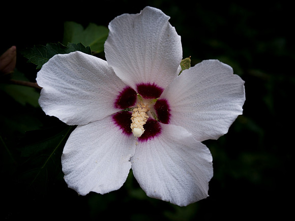 Rose of Sharon