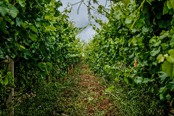 Oregon Wine Country