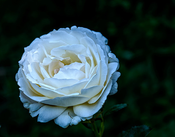 Portland Rose Garden