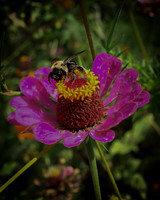 Zinnia